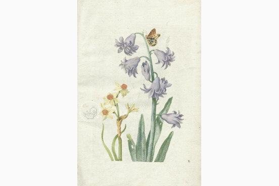 New Book of Flowers, Dresden, Sächsische Landesbibliothek – Staats- und Universitätsbibliothek, VD17
Dresden, Sächsisches Landesamt für Denkmalpflege, K4.5 − Photo 1