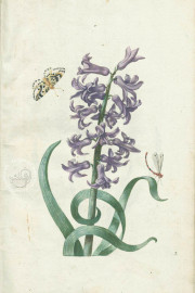 New Book of Flowers, Dresden, Sächsische Landesbibliothek – Staats- und Universitätsbibliothek, VD17
Dresden, Sächsisches Landesamt für Denkmalpflege, K4.5 − Photo 2