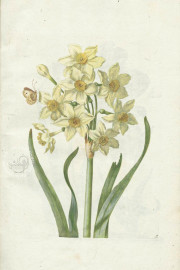 New Book of Flowers, Dresden, Sächsische Landesbibliothek – Staats- und Universitätsbibliothek, VD17
Dresden, Sächsisches Landesamt für Denkmalpflege, K4.5 − Photo 3