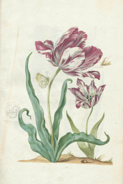 New Book of Flowers, Dresden, Sächsische Landesbibliothek – Staats- und Universitätsbibliothek, VD17
Dresden, Sächsisches Landesamt für Denkmalpflege, K4.5 − Photo 4