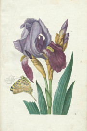 New Book of Flowers, Dresden, Sächsische Landesbibliothek – Staats- und Universitätsbibliothek, VD17
Dresden, Sächsisches Landesamt für Denkmalpflege, K4.5 − Photo 5