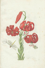 New Book of Flowers, Dresden, Sächsische Landesbibliothek – Staats- und Universitätsbibliothek, VD17
Dresden, Sächsisches Landesamt für Denkmalpflege, K4.5 − Photo 6
