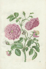 New Book of Flowers, Dresden, Sächsische Landesbibliothek – Staats- und Universitätsbibliothek, VD17
Dresden, Sächsisches Landesamt für Denkmalpflege, K4.5 − Photo 7
