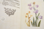 New Book of Flowers, Dresden, Sächsische Landesbibliothek – Staats- und Universitätsbibliothek, VD17
Dresden, Sächsisches Landesamt für Denkmalpflege, K4.5 − Photo 9