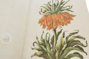 New Book of Flowers, Dresden, Sächsische Landesbibliothek – Staats- und Universitätsbibliothek, VD17
Dresden, Sächsisches Landesamt für Denkmalpflege, K4.5 − Photo 14