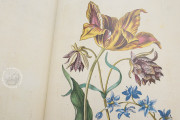 New Book of Flowers, Dresden, Sächsische Landesbibliothek – Staats- und Universitätsbibliothek, VD17
Dresden, Sächsisches Landesamt für Denkmalpflege, K4.5 − Photo 17