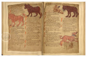 Old English Illustrated Pharmacopoeia, London, British Library, MS Cotton Vitellius C.iii, fols. 11-85 − Photo 4