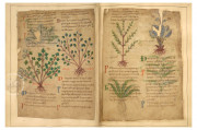 Old English Illustrated Pharmacopoeia, London, British Library, MS Cotton Vitellius C.iii, fols. 11-85 − Photo 5