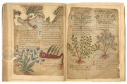 Old English Illustrated Pharmacopoeia, London, British Library, MS Cotton Vitellius C.iii, fols. 11-85 − Photo 6