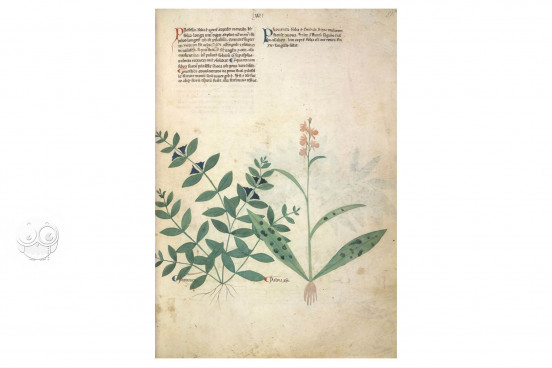 Egerton Tractatus de Herbis, London, British Library, MS Egerton 747 − Photo 1