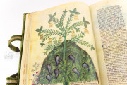 Historia Plantarum, Ms. 459 - Biblioteca Casanatense (Rome, Italy) − photo 5