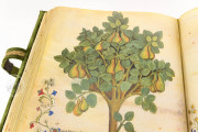 Historia Plantarum, Ms. 459 - Biblioteca Casanatense (Rome, Italy) − photo 6