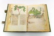Historia Plantarum, Ms. 459 - Biblioteca Casanatense (Rome, Italy) − photo 8