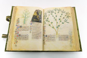 Historia Plantarum, Ms. 459 - Biblioteca Casanatense (Rome, Italy) − photo 12