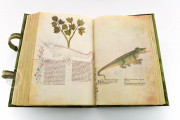 Historia Plantarum, Ms. 459 - Biblioteca Casanatense (Rome, Italy) − photo 23