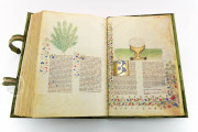 Historia Plantarum, Ms. 459 - Biblioteca Casanatense (Rome, Italy) − photo 26