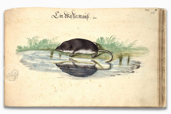 Book on Fishes, Birds, and Mammals by Leonhard Baldner, Kassel, Universitätsbibliothek Kassel, 2° Ms. phys. et hist. nat. − Photo 1