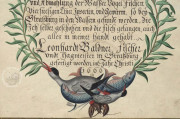 Book on Fishes, Birds, and Mammals by Leonhard Baldner, Kassel, Universitätsbibliothek Kassel, 2° Ms. phys. et hist. nat. − Photo 2
