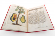 Flora Sinensis, Milan, Biblioteca Trivulziana del Castello Sforzesco, Triv. B 809 − Photo 3