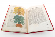 Flora Sinensis, Milan, Biblioteca Trivulziana del Castello Sforzesco, Triv. B 809 − Photo 4