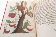 Flora Sinensis, Milan, Biblioteca Trivulziana del Castello Sforzesco, Triv. B 809 − Photo 6