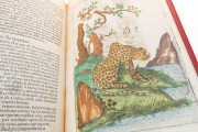Flora Sinensis, Milan, Biblioteca Trivulziana del Castello Sforzesco, Triv. B 809 − Photo 7
