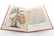 Flora Sinensis, Milan, Biblioteca Trivulziana del Castello Sforzesco, Triv. B 809 − Photo 10