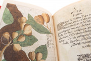 Flora Sinensis, Milan, Biblioteca Trivulziana del Castello Sforzesco, Triv. B 809 − Photo 11