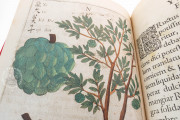 Flora Sinensis, Milan, Biblioteca Trivulziana del Castello Sforzesco, Triv. B 809 − Photo 13