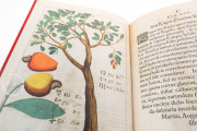 Flora Sinensis, Milan, Biblioteca Trivulziana del Castello Sforzesco, Triv. B 809 − Photo 16