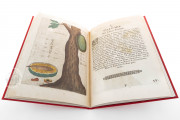 Flora Sinensis, Milan, Biblioteca Trivulziana del Castello Sforzesco, Triv. B 809 − Photo 17