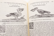 Rerum Medicarum Novae Hispaniae Thesaurus, Rome, Biblioteca dell'Accademia Nazionale dei Lincei e Corsiniana, Accademia Nazionale dei Lincei, Archivio Linceo n. 31 − Photo 10