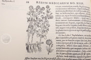 Rerum Medicarum Novae Hispaniae Thesaurus, Rome, Biblioteca dell'Accademia Nazionale dei Lincei e Corsiniana, Accademia Nazionale dei Lincei, Archivio Linceo n. 31 − Photo 15