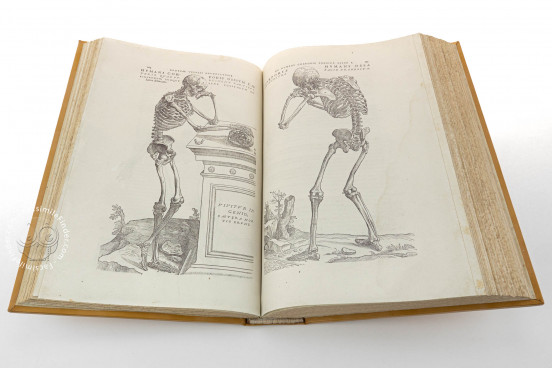 Andreas Vesalius: De Humani Corporis Fabrica and Epitome, Kyoto, International Research Center for Japanese Studies Library, I/115 − Photo 1