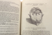 Andreas Vesalius: De Humani Corporis Fabrica and Epitome, Kyoto, International Research Center for Japanese Studies Library, I/115 − Photo 14