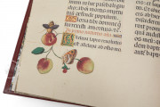 Breviary of the Countess Bertiandos, Lisbon, Academia das Ciências de Lisboa, MS Azul 1813 − Photo 9