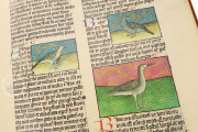Liber De Natura Rerum – Codex Granatensis, Granada, Biblioteca de la Universidad de Granada, Codex Granatensis C-67 − Photo 19