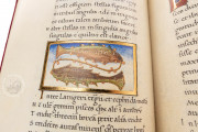 Vatican Aratea, Vatican City, Biblioteca Apostolica Vaticana, MS Barb. lat. 76 − Photo 22