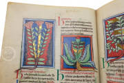 Medical and Herbal Miscellany, London, British Library, MS Sloane 1975 − Photo 13