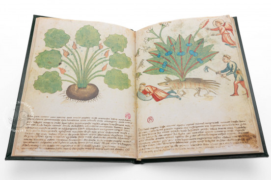 Ghino's Herbal, Florence, Biblioteca Medicea Laurenziana, Codice Redi 165 − Photo 1