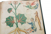 Ghino's Herbal, Florence, Biblioteca Medicea Laurenziana, Codice Redi 165 − Photo 3