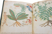 Ghino's Herbal, Florence, Biblioteca Medicea Laurenziana, Codice Redi 165 − Photo 4