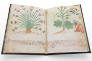 Ghino's Herbal, Florence, Biblioteca Medicea Laurenziana, Codice Redi 165 − Photo 5