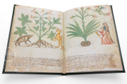 Ghino's Herbal, Florence, Biblioteca Medicea Laurenziana, Codice Redi 165 − Photo 6