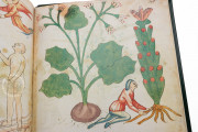 Ghino's Herbal, Florence, Biblioteca Medicea Laurenziana, Codice Redi 165 − Photo 7