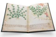 Ghino's Herbal, Florence, Biblioteca Medicea Laurenziana, Codice Redi 165 − Photo 8