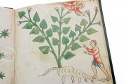 Ghino's Herbal, Florence, Biblioteca Medicea Laurenziana, Codice Redi 165 − Photo 9