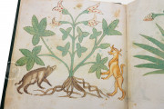 Ghino's Herbal, Florence, Biblioteca Medicea Laurenziana, Codice Redi 165 − Photo 10