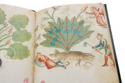 Ghino's Herbal, Florence, Biblioteca Medicea Laurenziana, Codice Redi 165 − Photo 12