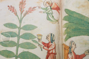 Ghino's Herbal, Florence, Biblioteca Medicea Laurenziana, Codice Redi 165 − Photo 13
